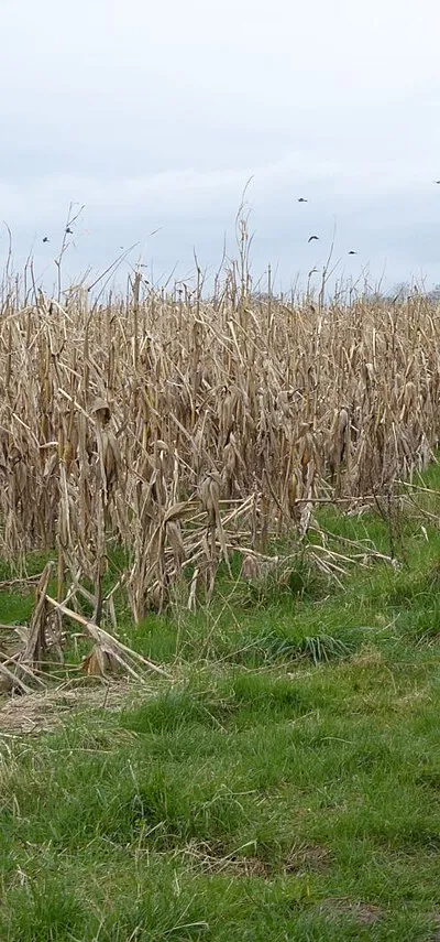 An unharvested field of maize