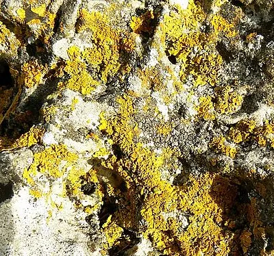 Lichen growth, Rollright Stones, Oxfordshire The lichens are reportedly between 400 and 800 years of age. More about the stone circle here http://www.rollrightstones.co.uk/