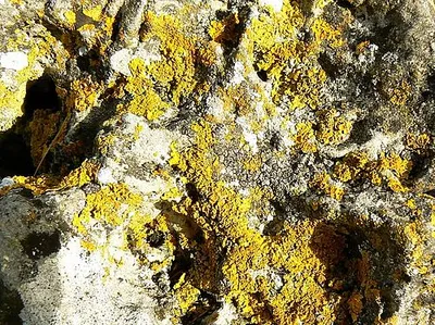 Lichen growth, Rollright Stones, Oxfordshire The lichens are reportedly between 400 and 800 years of age. More about the stone circle here http://www.rollrightstones.co.uk/