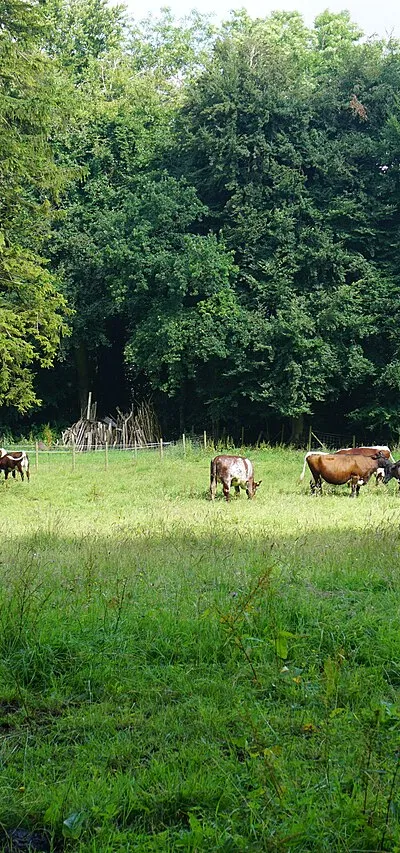Cattle near The Reddings