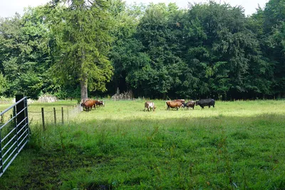 Cattle near The Reddings