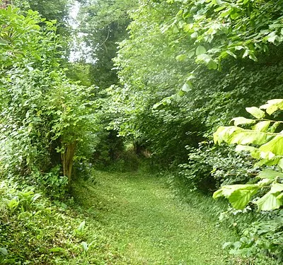 Into the woodland