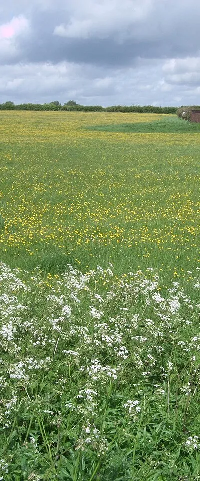 Buttercup meadow near Greatfield
