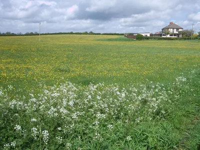 Buttercup meadow near Greatfield