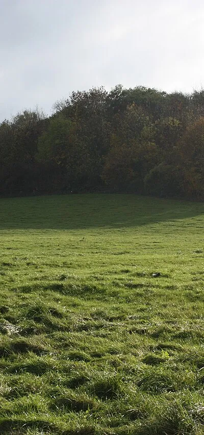 Copse on Heath Hill