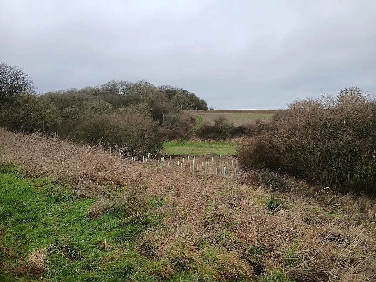 Ashen Copse