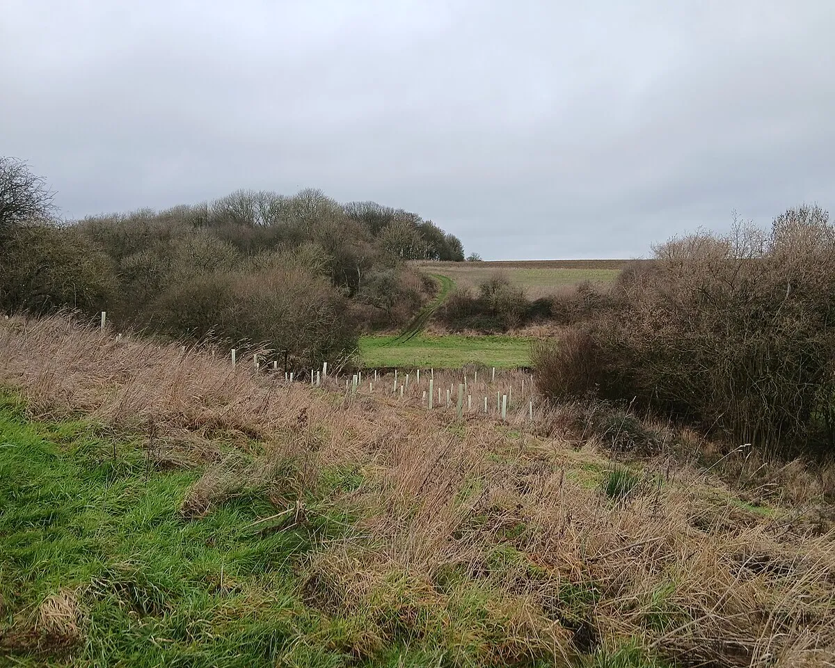Ashen Copse