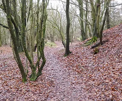 Beech woodland