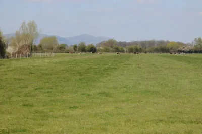 Cattle on Eldersfield Marsh