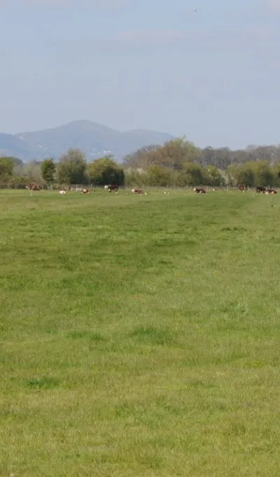 Cattle on Eldersfield Marsh