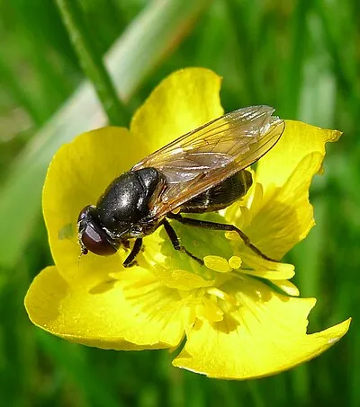 I think all this group are Cheilosia sp. I have left in the photo nos as there are  three different   sets of Hoverfly photos
SO994254.  Presbury Butterfly Reserve, nr Cheltenham,  Glos. UK

 maybe 5 seen?