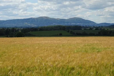 Barley and the Malvern Hills