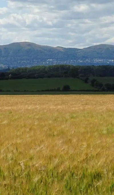 Barley and the Malvern Hills