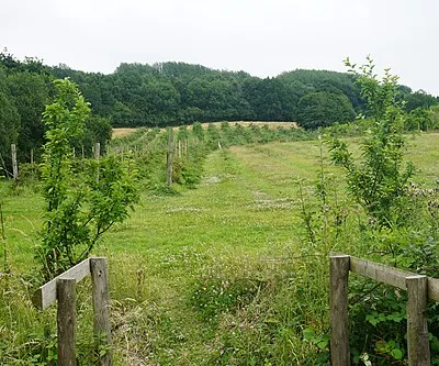 Fruit trees at Hayles Fruit Farm