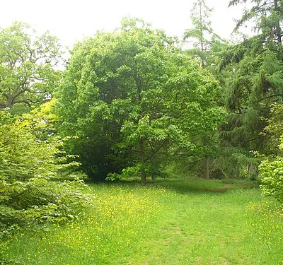 Approaching Concord Glade