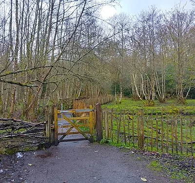 Boardwalk over stream at The Chase