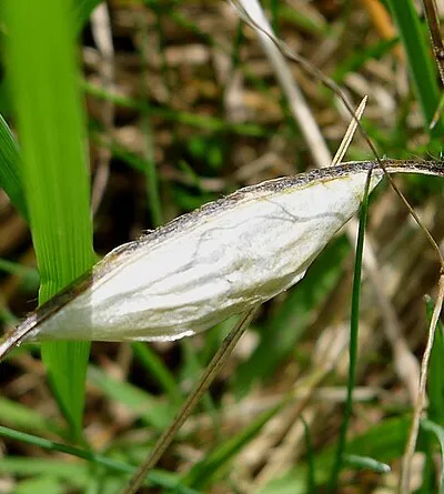 SO994254. Presbury Butterfly Reserve, nr Cheltenham, Glos. UK.