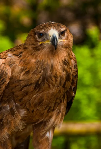 Bird Sanctuary