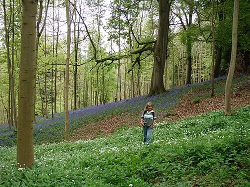 Bluebell wood near Miserden