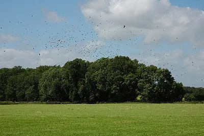 A Murder of Crows, Westonbirt A Murder of Crows over Three Corner Covert near Westonbirt Arboretum.