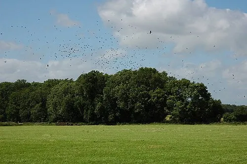 A Murder of Crows, Westonbirt A Murder of Crows over Three Corner Covert near Westonbirt Arboretum.