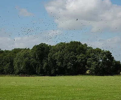 A Murder of Crows, Westonbirt A Murder of Crows over Three Corner Covert near Westonbirt Arboretum.