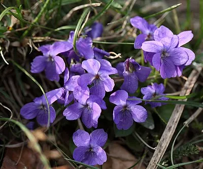 Clump of violets on Knap Hill