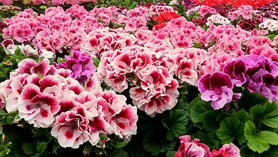 Regal pelargoniums