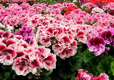 Regal pelargoniums