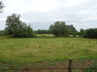 Grazing near the River Thames, Waterhay