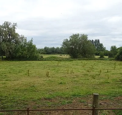 Grazing near the River Thames, Waterhay
