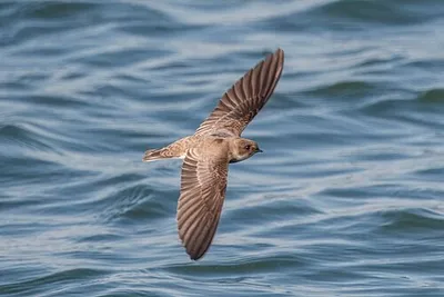 Barn swallow (Hirundo rustica) juvenile in flight, Farmoor, Oxfordshire