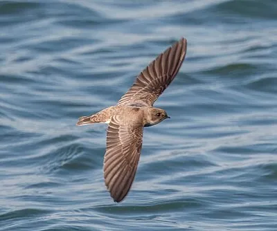 Barn swallow (Hirundo rustica) juvenile in flight, Farmoor, Oxfordshire