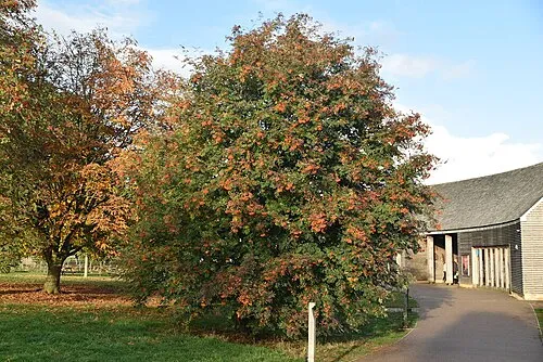 Autumn colours, Westonbirt Arboretum