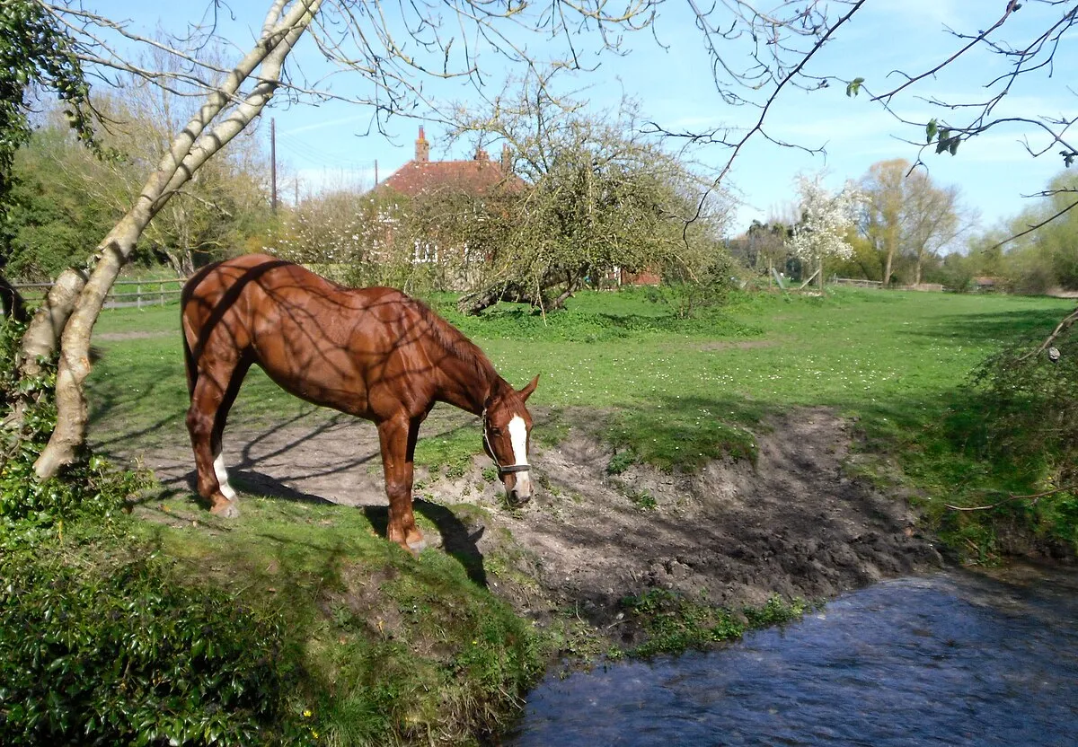 A Horse beside the Ginge Brook