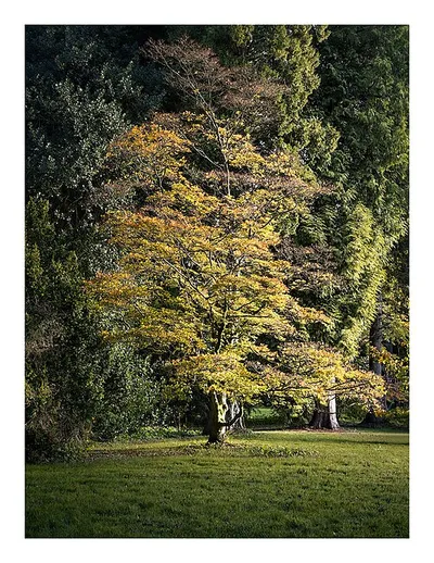 500px provided description: Trees at Westonbirt Arboretum [#autumn ,#trees ,#leaves ,#plants ,#outdoors ,#arboretum ,#favourites ,#autumn colours ,#bordered ,#Cotswolds ,#Westonbirt Arboretum ,#lfm:eventid=lfmwestonbirt2017]
