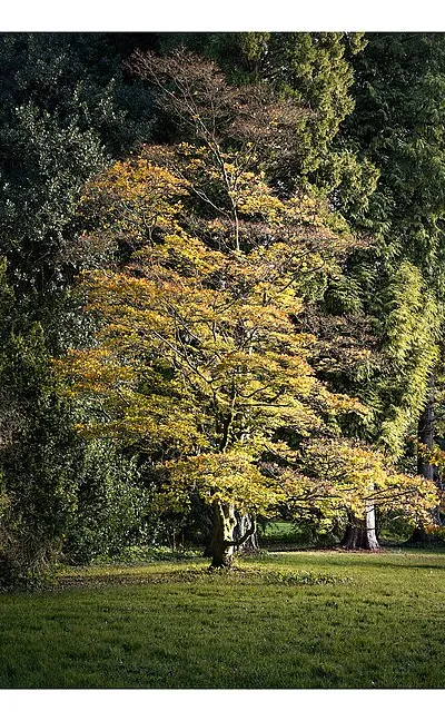 500px provided description: Trees at Westonbirt Arboretum [#autumn ,#trees ,#leaves ,#plants ,#outdoors ,#arboretum ,#favourites ,#autumn colours ,#bordered ,#Cotswolds ,#Westonbirt Arboretum ,#lfm:eventid=lfmwestonbirt2017]