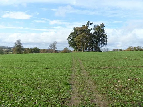 Across the field