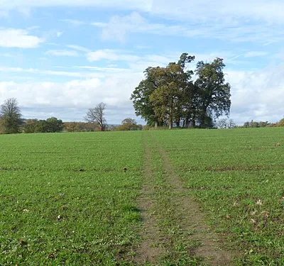 Across the field