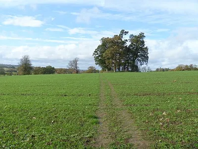 Across the field