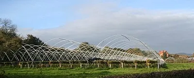 Clives Fruit Farm in November all the hoops ready for next year's poly-tunnels.