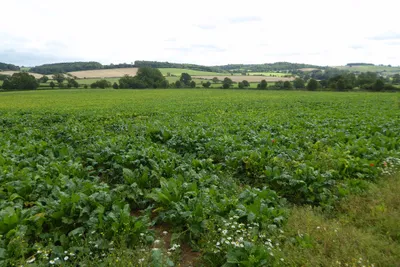 A root crop in a field