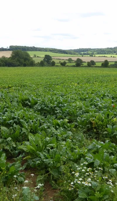 A root crop in a field