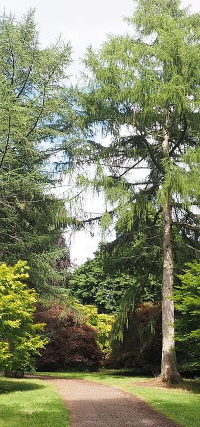 A Woodland Path at Westonbirt Arboretum