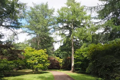 A Woodland Path at Westonbirt Arboretum