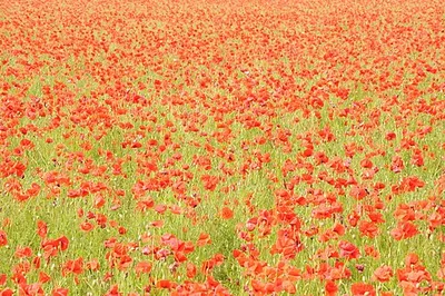 A sea of poppies