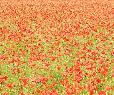 A sea of poppies