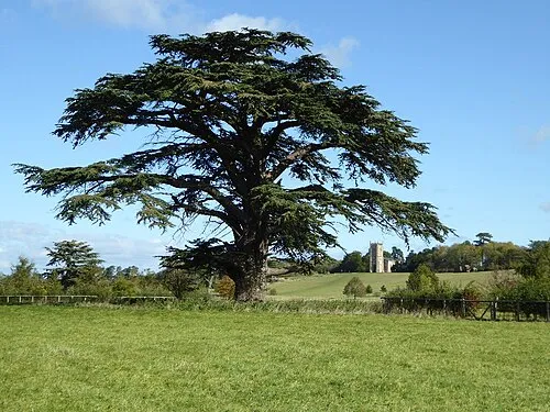 Spring Walk, Croome