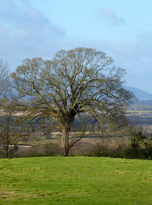 Westmancote