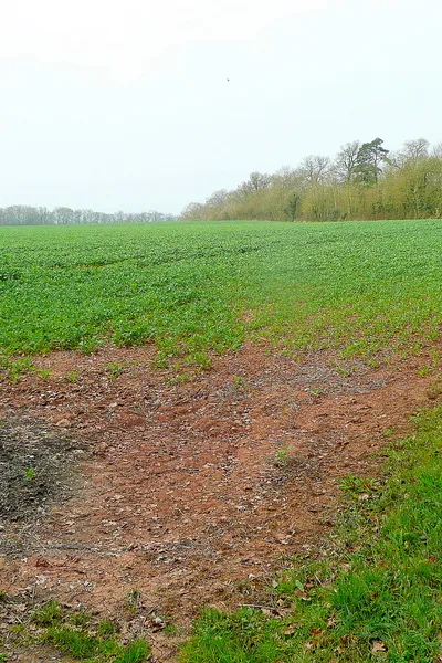 Arable land near Forthampton